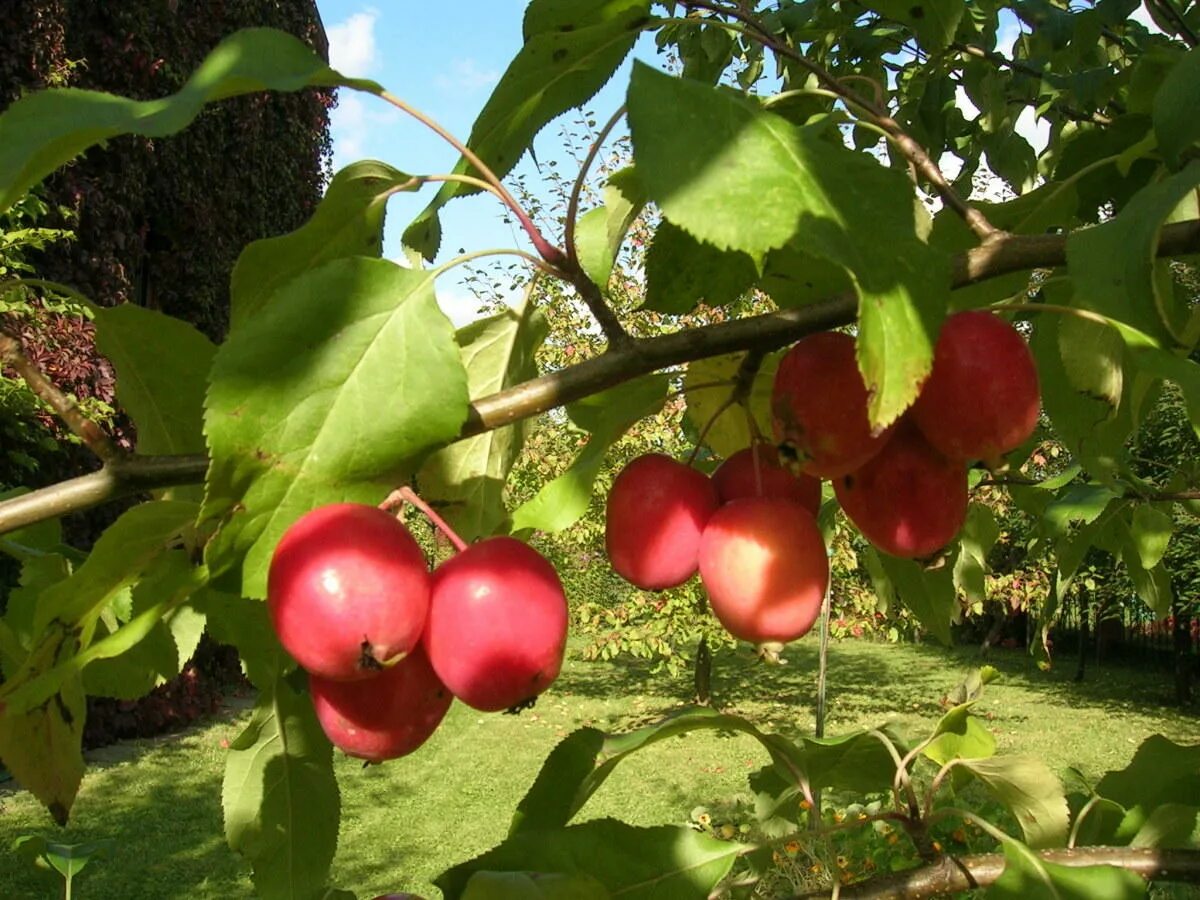 Яблоки дикая яблоня. Яблоня Лесная (дичок). Яблоня Лесная Malus Sylvestris. Яблоня дичка. Сорта яблони дички.