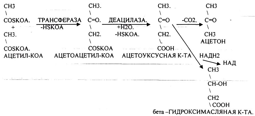 Глюкоза ацетил коа. Образование кетоновых тел из ацетил-КОА. Синтез кетоновых тел биохимия реакции. Окисление ацетил КОА. Утилизация кетоновых тел биохимия.