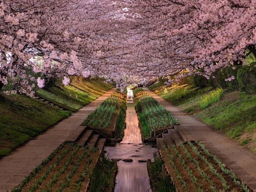 Япония сады в Киото Сакура. Йокогама Япония Сакура. Йокогама Япония цветение Сакуры. Парк Ёеги Япония.