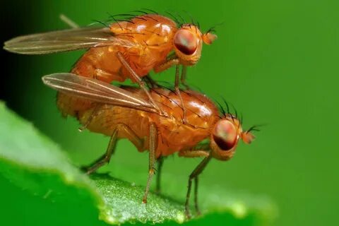 Flying fruit fly