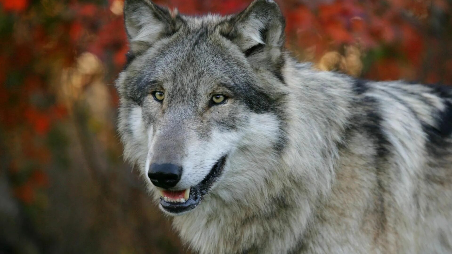 Красивые обои волки