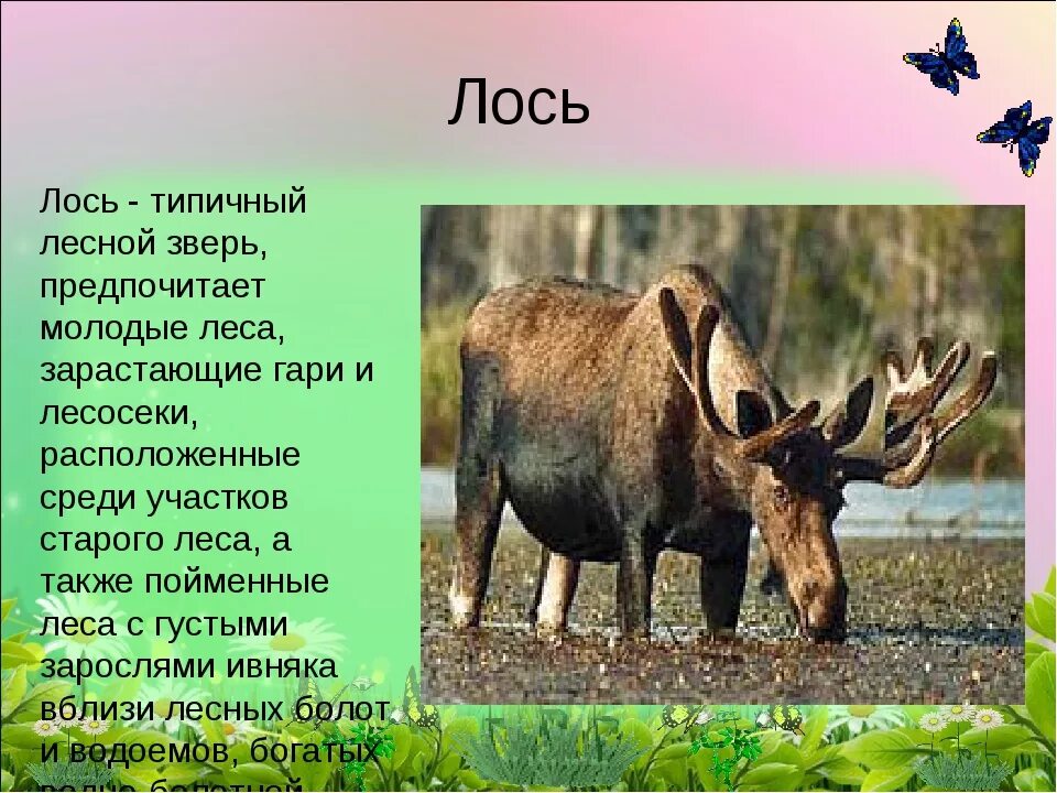 Животное леса сообщение 4 класс. Лось презентация. Рассказ про лося. Описание лесных животных. Лось описание животного.