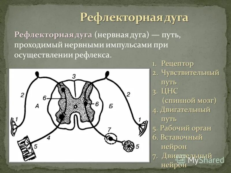 Нервные импульсы при осуществлении рефлекса