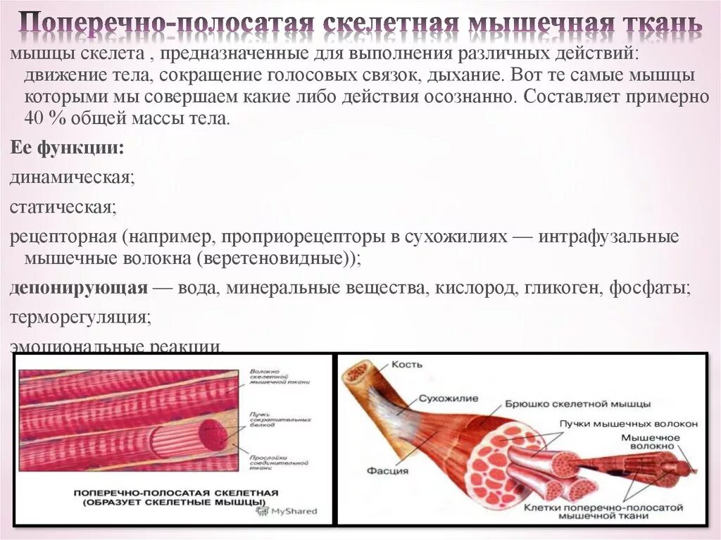 Поперечно полосатая Скелетная мышечная ткань строение и функции. Свойства поперечно полосатой скелетной мышечной ткани. Особенности поперечно полосатой скелетной мышечной ткани. Поперечно полосатая Скелетная ткань функции.