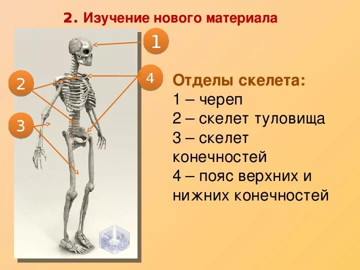 Скелет человека осевой скелет. Скелет человека, его отделы: осевой скелет. Основные отделы и строения скелета человека. Осевой скелет, его отделы. 2. Назовите указанные кости