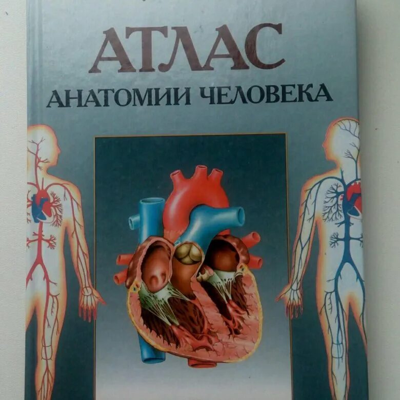 Рабочая тетрадь по анатомии. Рабочая тетрадь по анатомии