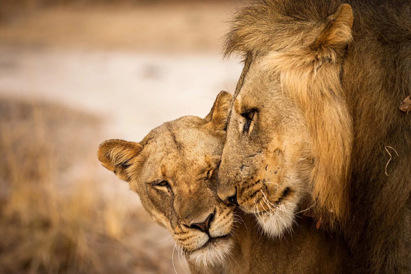Animal coupling. Лев львица и Львенок. Лев львица и Львенок любовь. Влюбленные львы. Львы любовь.