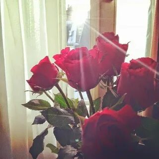 Алые розы из окна