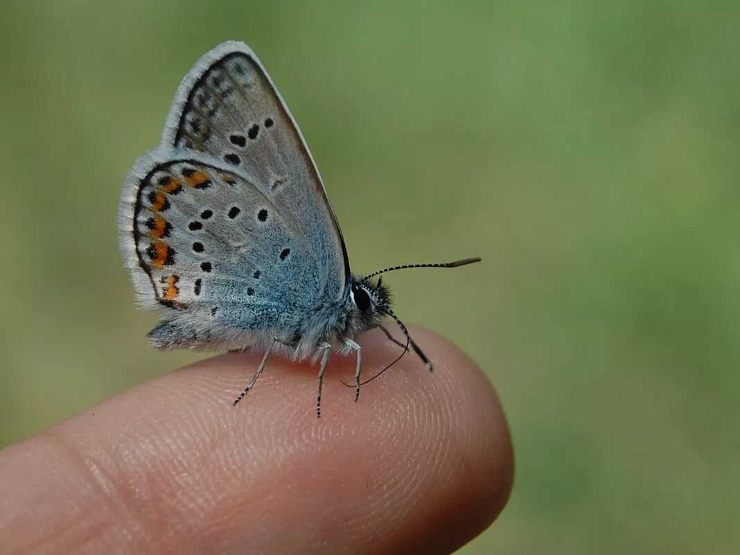 голубянка икар бабочка. бабочка голубянка самец. голубянка икар самка. голубянка икар самка. голубянка икар.