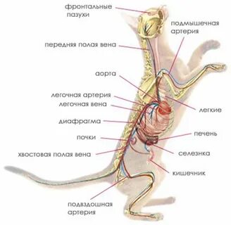 Внутренности кошки