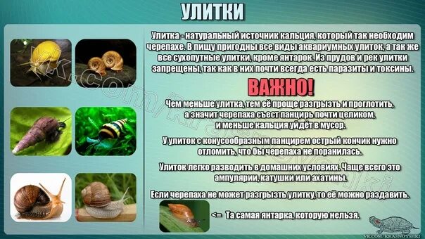 Что можно есть улиткам. Что можно улиткам. Список еды для улитки ахатины. Питание улиток ахатин. Каких улиток можно есть.