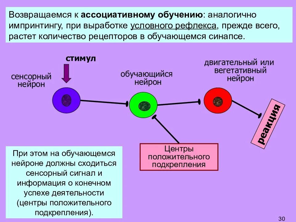 Какова роль условных рефлексов в жизни человека. Условный рефлекс условный стимул. Условный рефлекс физиология. Для возникновения рефлекса необходимо. Механизм выработки условного рефлекса.