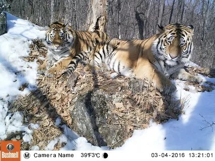 Амурские тигры прогноз на сегодня