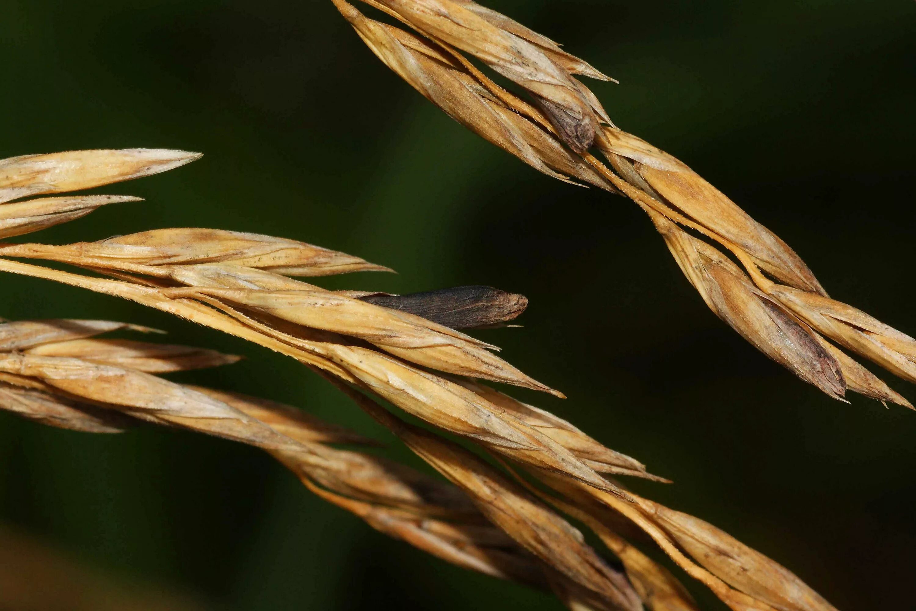 5 спорынья. Спорынья (claviceps purpurea). claviceps purpurea – спорынья пурпурная. спорынья (claviceps purpurea tulasne).. спорынья гриб паразит.