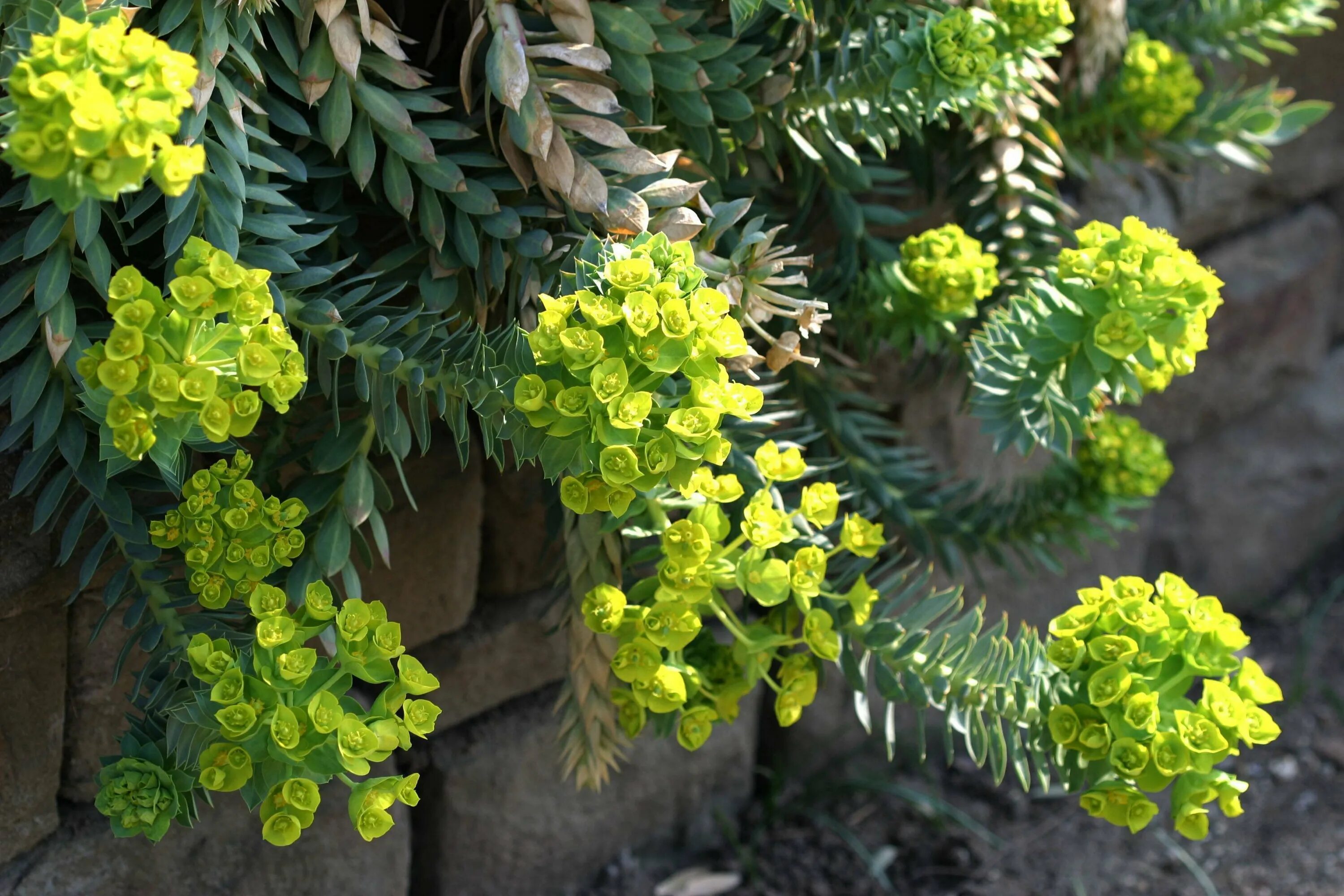 Молочай. Молочай монетчатый. Молочай Канарский Euphorbia canariensis. Молочай зверобоелистный.