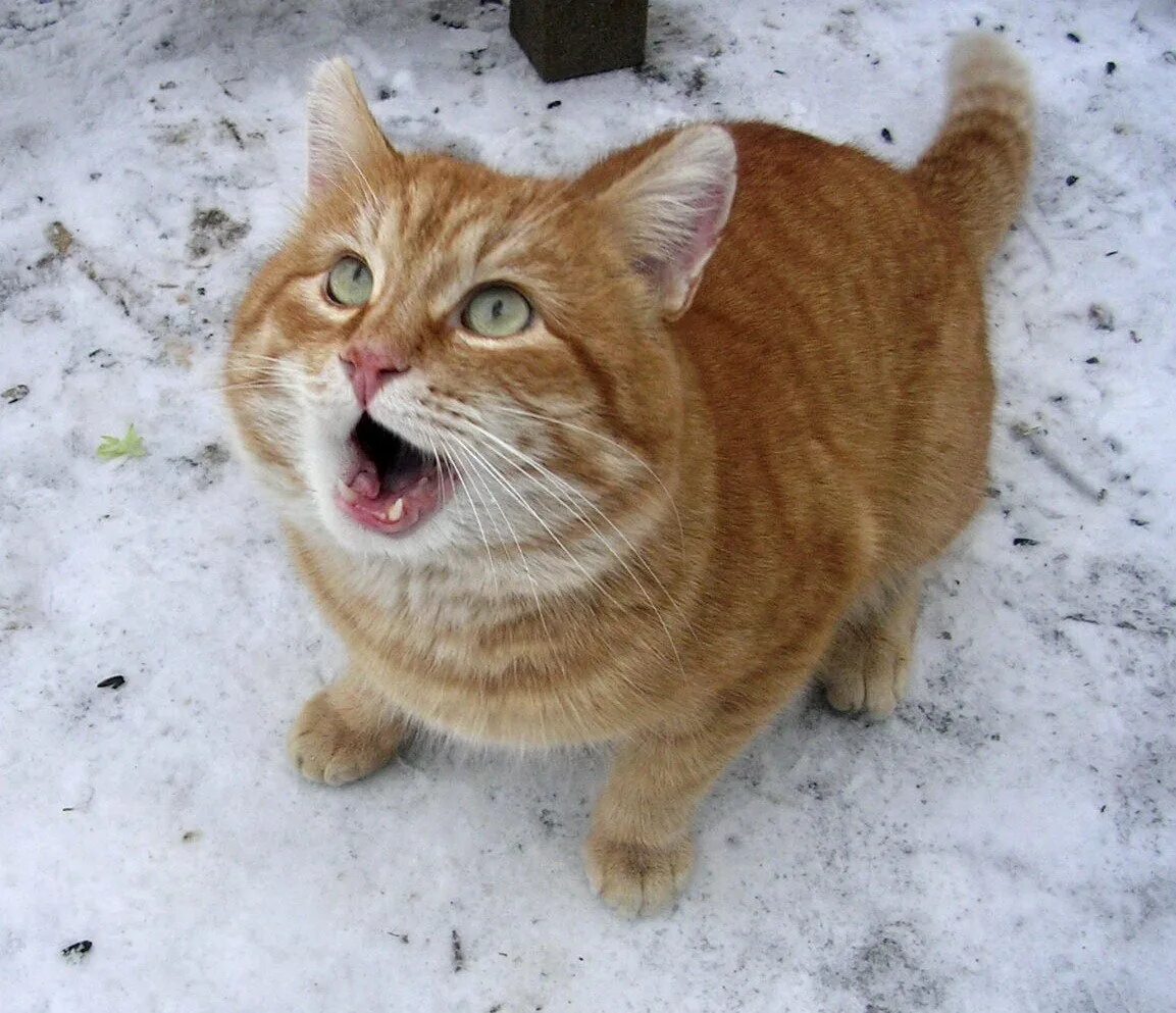 Таня хозяйка кота. Прикольный рыжий кот. Смешные рыжие котики. Прикольные весенние коты. Котики с прикольными надписями.