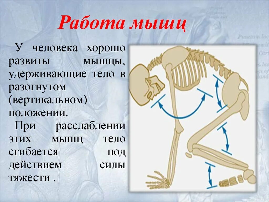 Облегченная работа какая. Работа мышц. Почему хорошо развитый скелет облегчает работу мышц. Хорошее развитие мускулатуры. Опорно двигательная система.