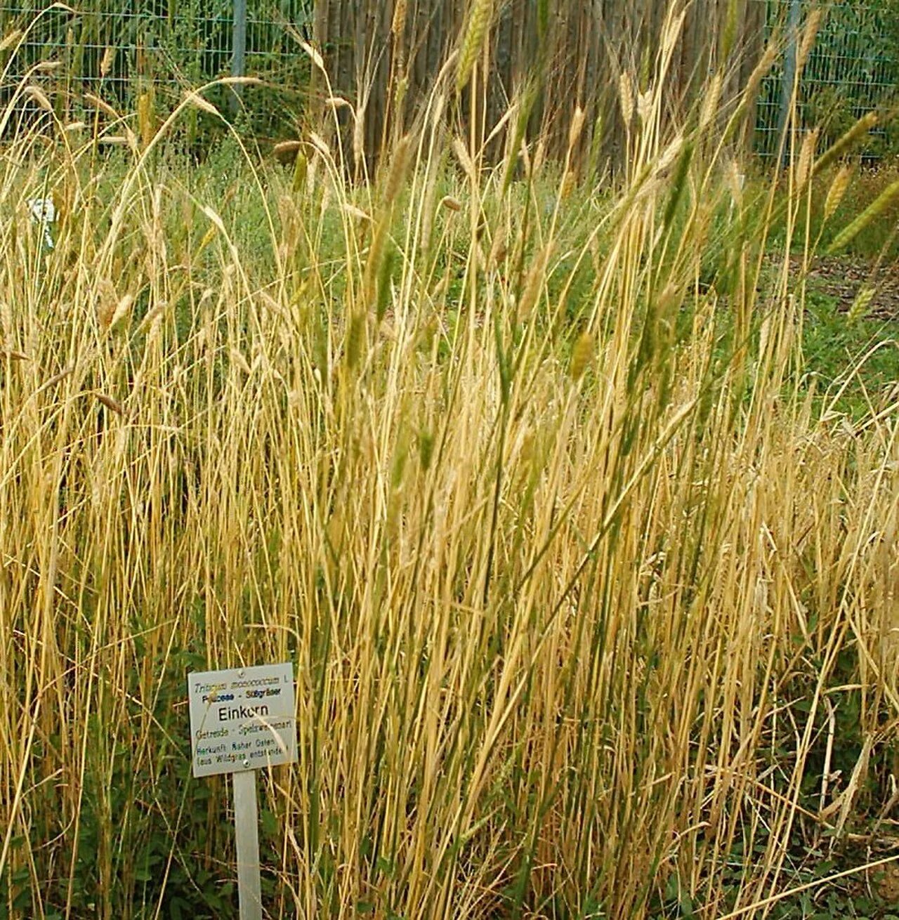 Пшеница однозернянка. Семейство злаковые представители. Мягкие сорта пшеницы. Сорные растения семейства злаки. Семейство мятликовые пшеница.