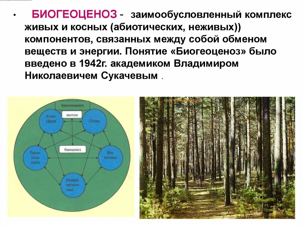 К биогеоценозам относятся