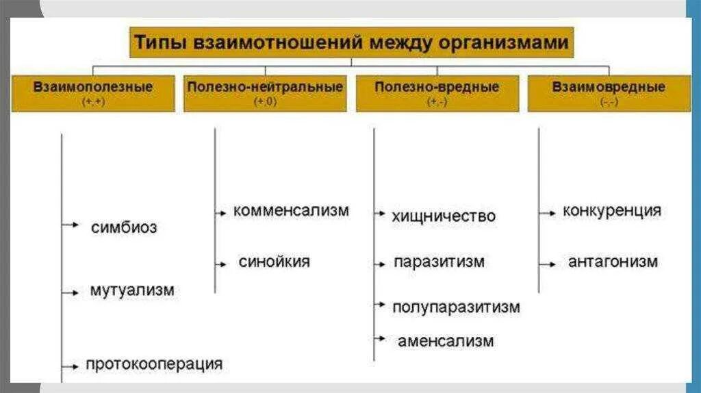 Типы взаимодействия популяций разных видов таблица. Типы взаимодействия между живыми организмами схема. Типы взаимоотношений организмов схема. Типы взаимодействия между организмами схема. Формы взаимодействия между организмами разных видов.