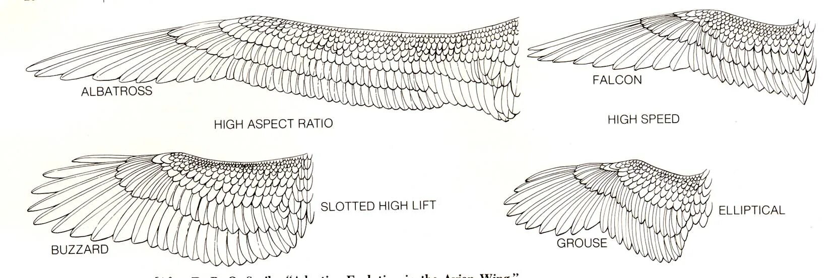 Типы крыльев у птиц. Крыло птицы строение референс. Строение крыла Сапсана. Строение крыла птицы схема. Крылья хищных птиц строение.