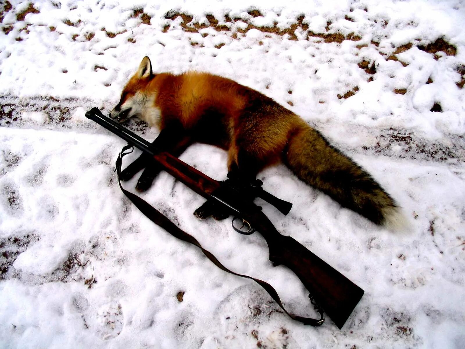 ИЖ-56 белка ружье. Fox hunting