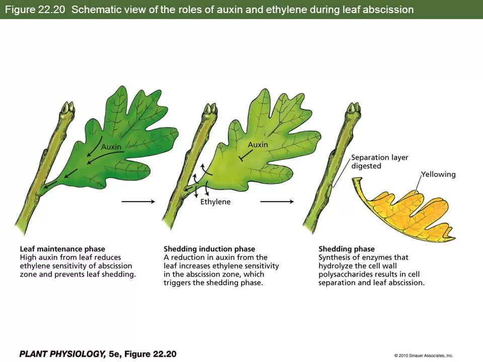 Auxin in Plant. Ethylene Hormone. Leaf function. Plant Physiology. Effect plants