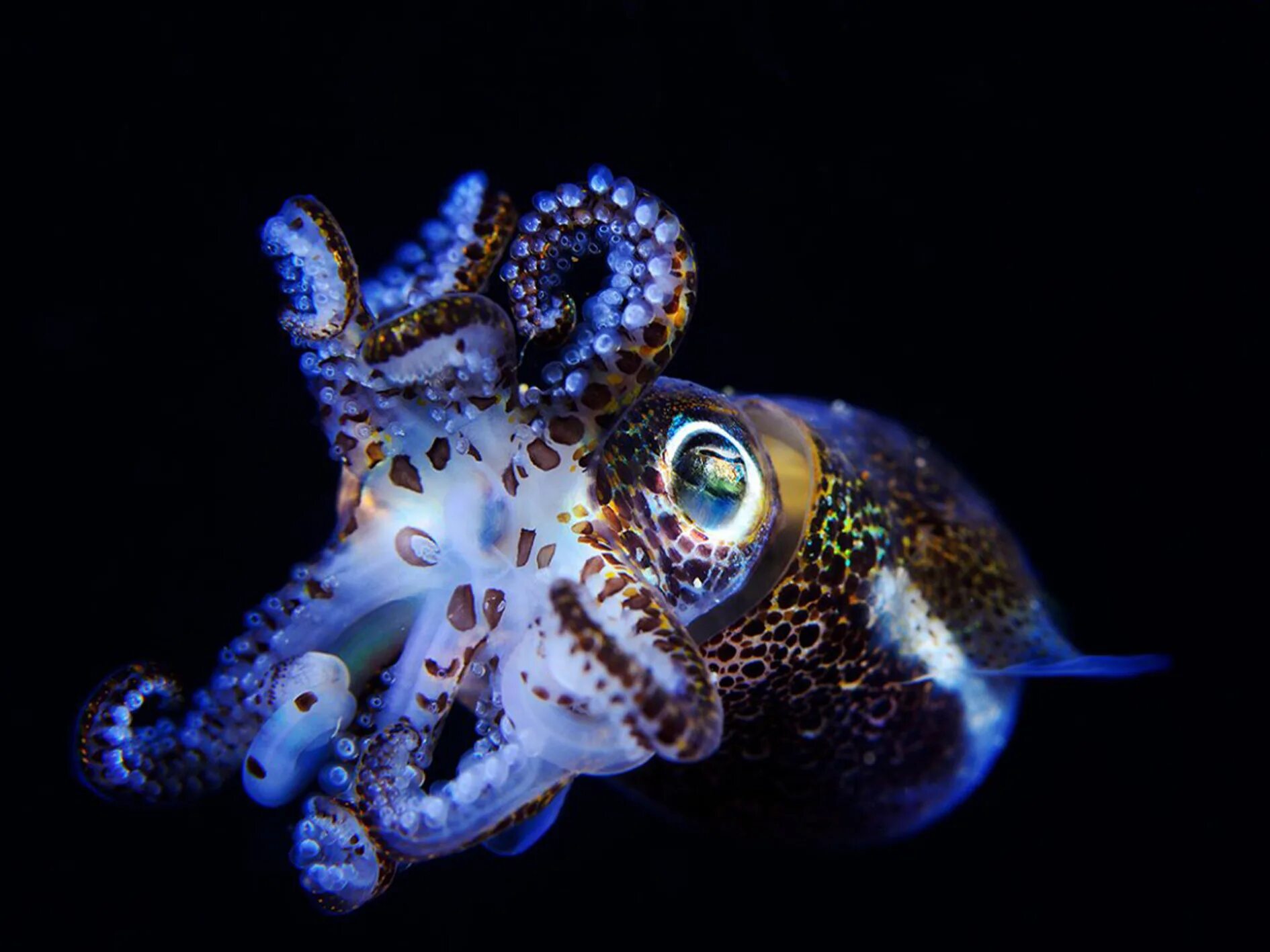 Синекольчатый осьминог. Каракатица моллюск. Головоногие моллюски кальмар. Кальмар осьминог каракатица. Морское головоногое