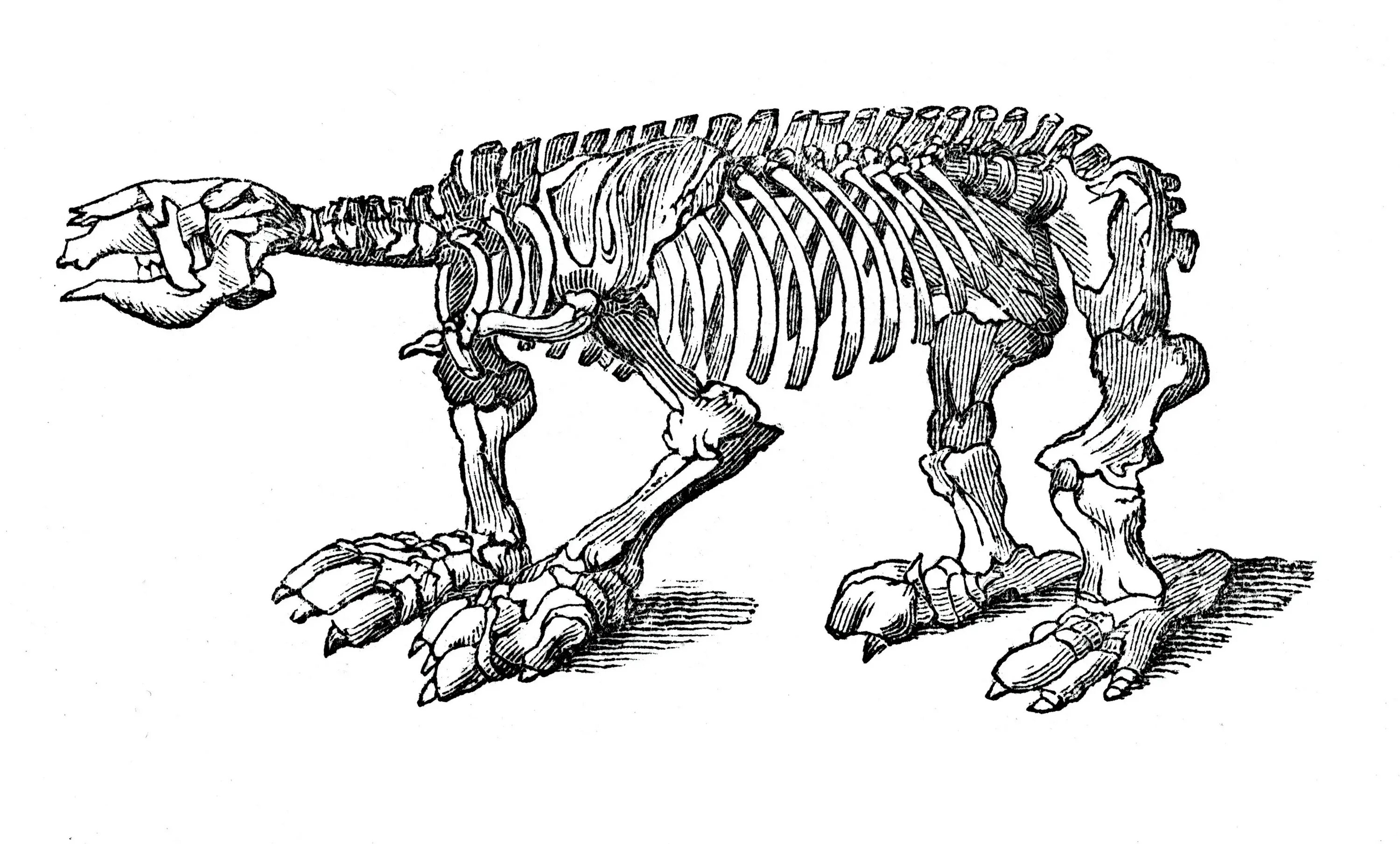 Вымерший гигант 9 букв сканворд. Гигантский Ленивец МЕГАТЕРИЙ скелет. МЕГАТЕРИЯ Дарвин. МЕГАТЕРИЙ скелет. Гигантские ленивцы вымершие неполнозубые.