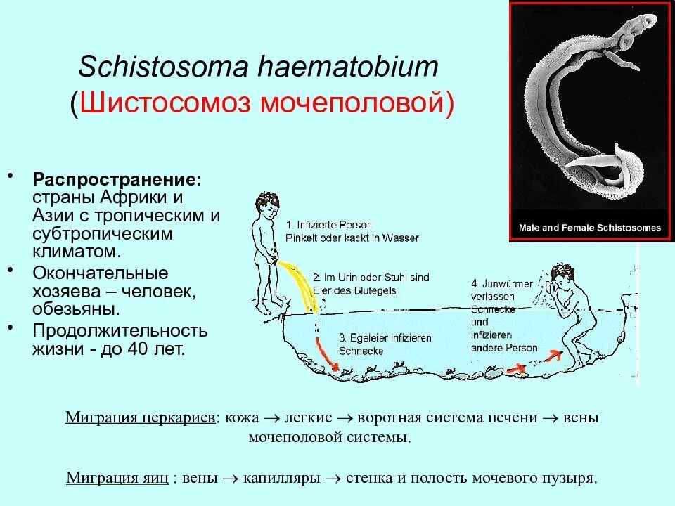 Шистосома haematobium. Жизненный цикл шистосом. Цикл развития мочеполового шистосомоза. Жизненный цикл шистосомы кровяной.