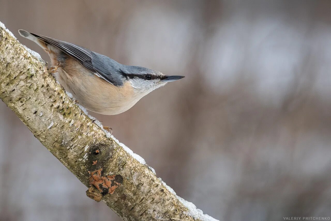 зяблик поползень жаворонок. зяблик жаворонок поползень. зяблик поползень жаворонок. птенец поползня. птицы зяблик поползень.