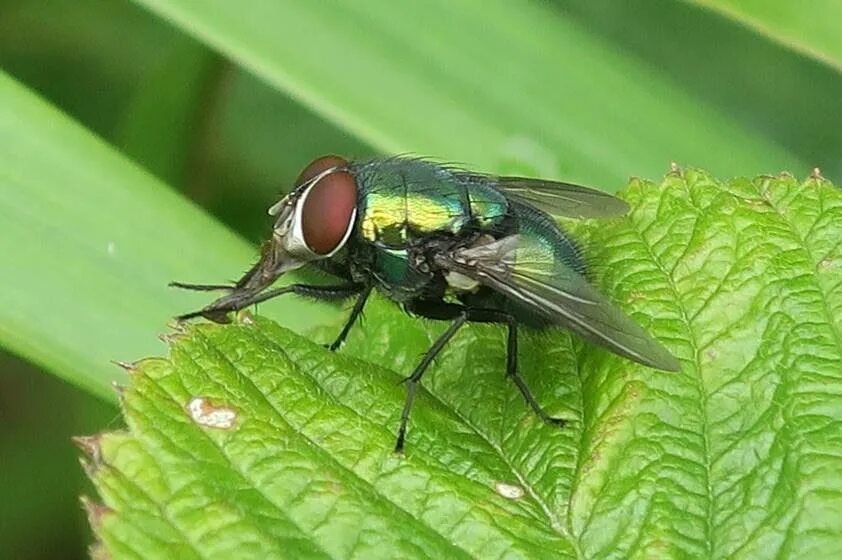 Зеленая мушка. Муха (насекомое) двукрылые. Муха падальщица. Зеленая мясная муха. Зеленая мушка.