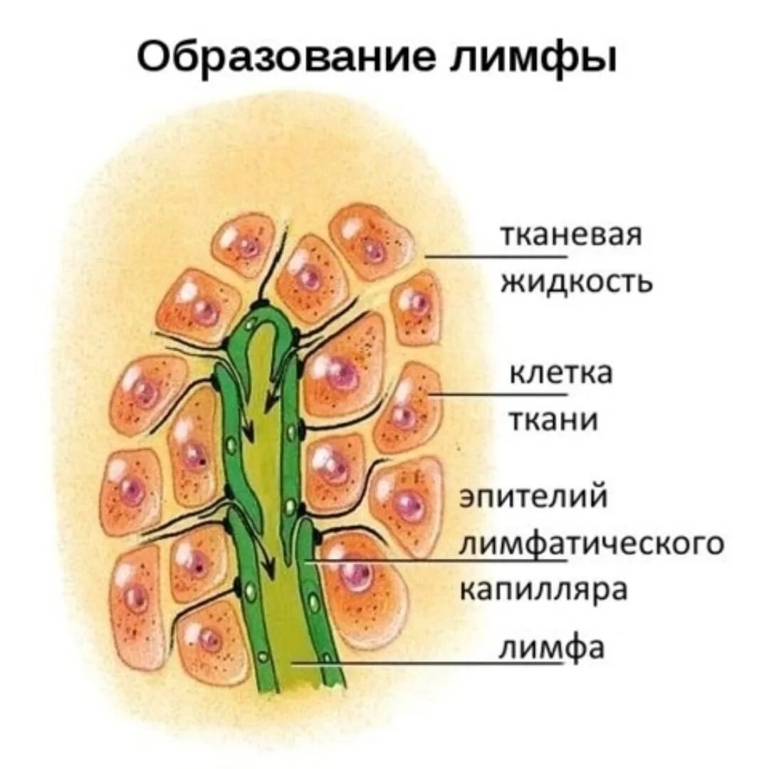 Образование лимфы. Механизм образования лимфы. Образование лимфы схема. Лимфатическая жидкость