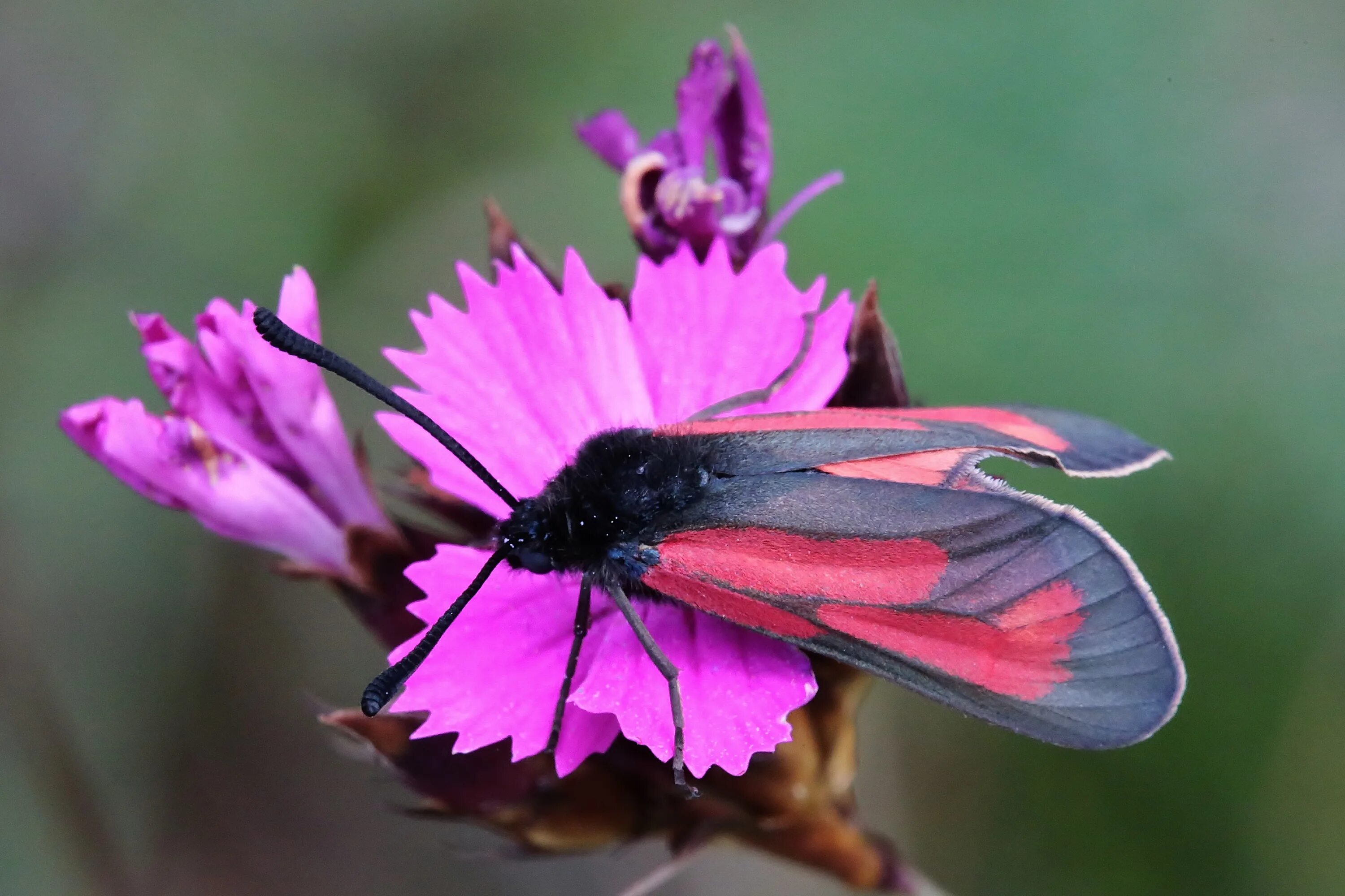 Крылатый цветок. Zygaena purpuralis. Бражник Тополевый бабочка. Бабочка омурасаки. Жуки опылители бабочка.