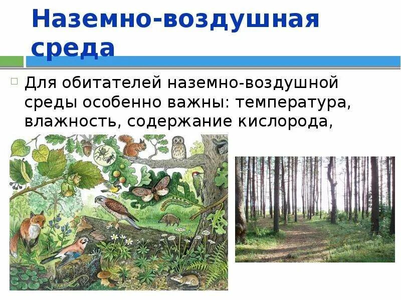 Доклад на тему наземно воздушная среда обитания. Обитатели наземно-воздушной среды. наземно-воздушная среда обитания. живые организмы наземно воздушной среды. животных в наземно-воздушной среде.