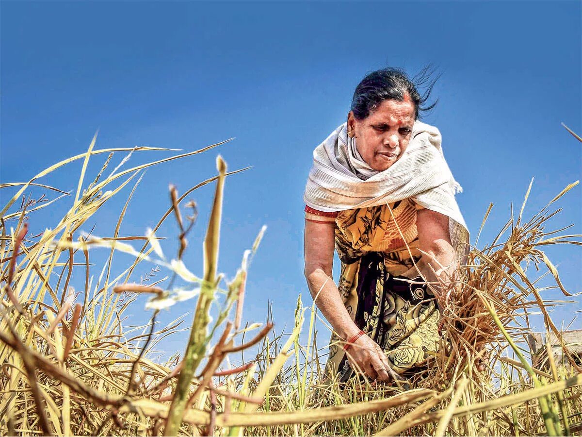 Time is farmer. Farmers usually harvest wheat in june wheat is usually harvested in june. sowing.