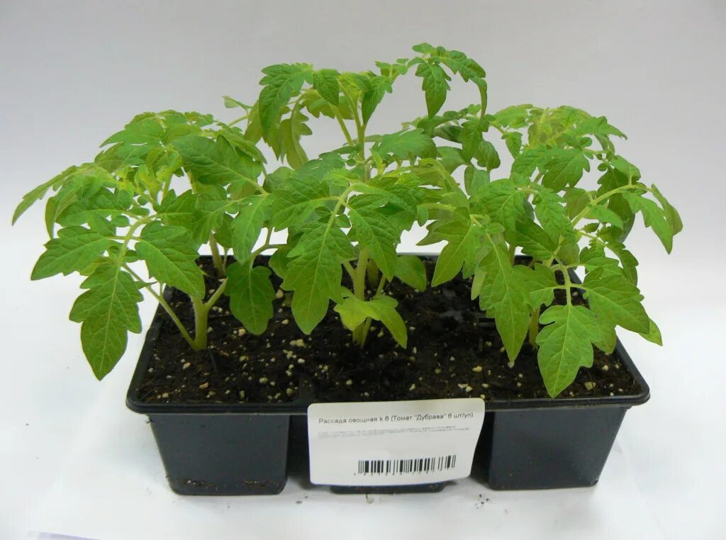 Рассада помидор санька. Томат в кассете. Помидоры в кассетах. Томат дубок рассада. Рассада томатов в кассетах.