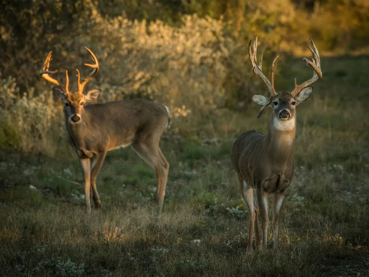 Современные олени. Белохвостый олень (Odocoileus virginianus). Белохвостый олень Саскачеван. Белохвостый олень в тайге. Виргинский олень (Белохвостый олень).