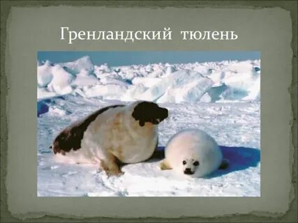 Известно что гренландский тюлень