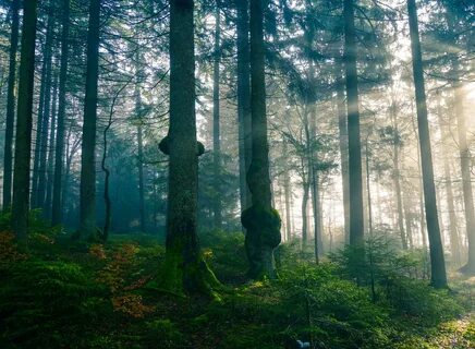 Forest 4