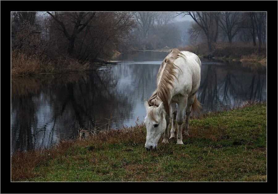 Чудесный витязь коня из реки. Лошадь у реки. Пейзаж с лошадьми. Лошади на рассвете. Кони у реки.