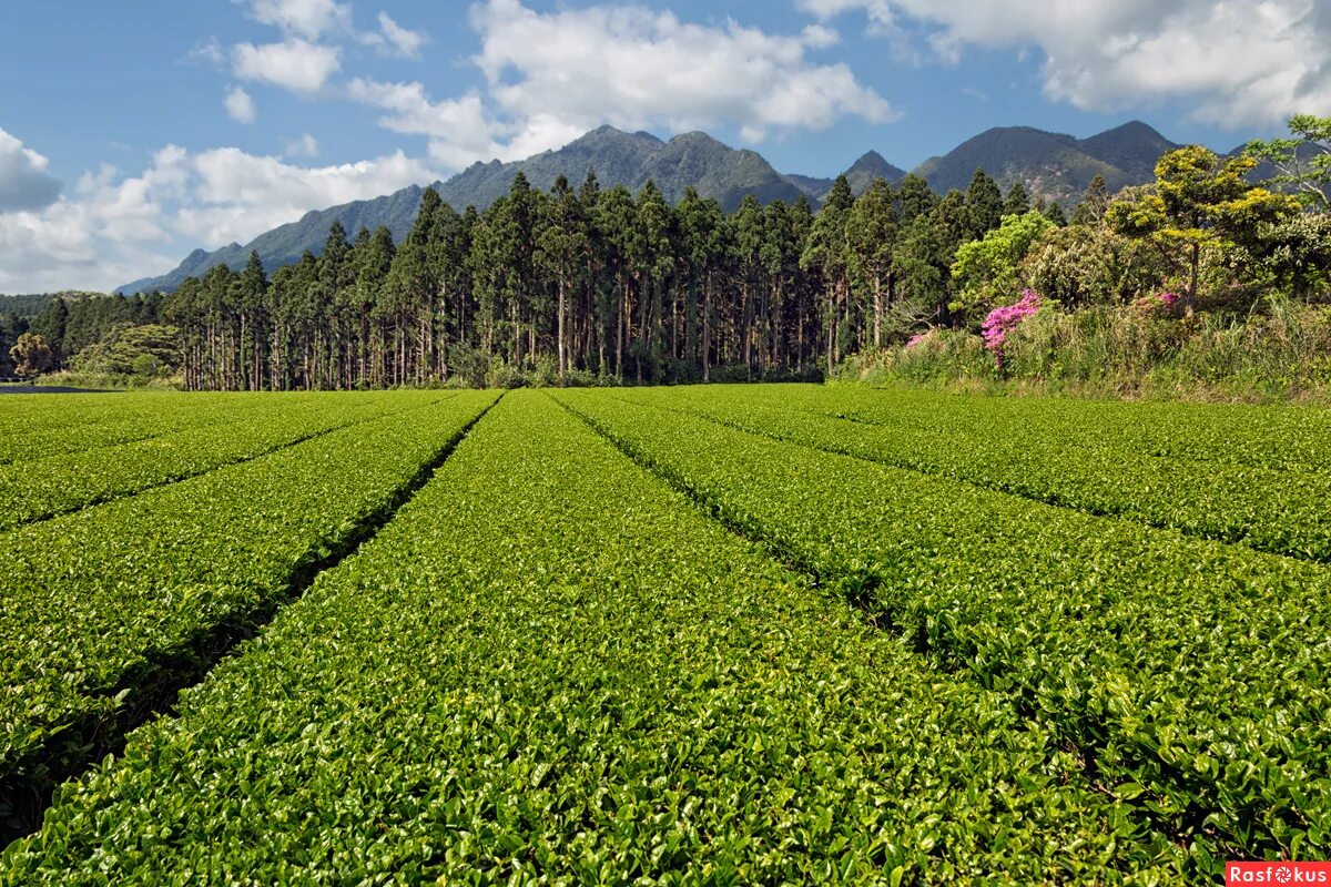 мацеста чайные плантации. юньнань чайные плантации. китай юньнань чайные плантации. чайные плантации в китае в горах. чайные плантации фото.