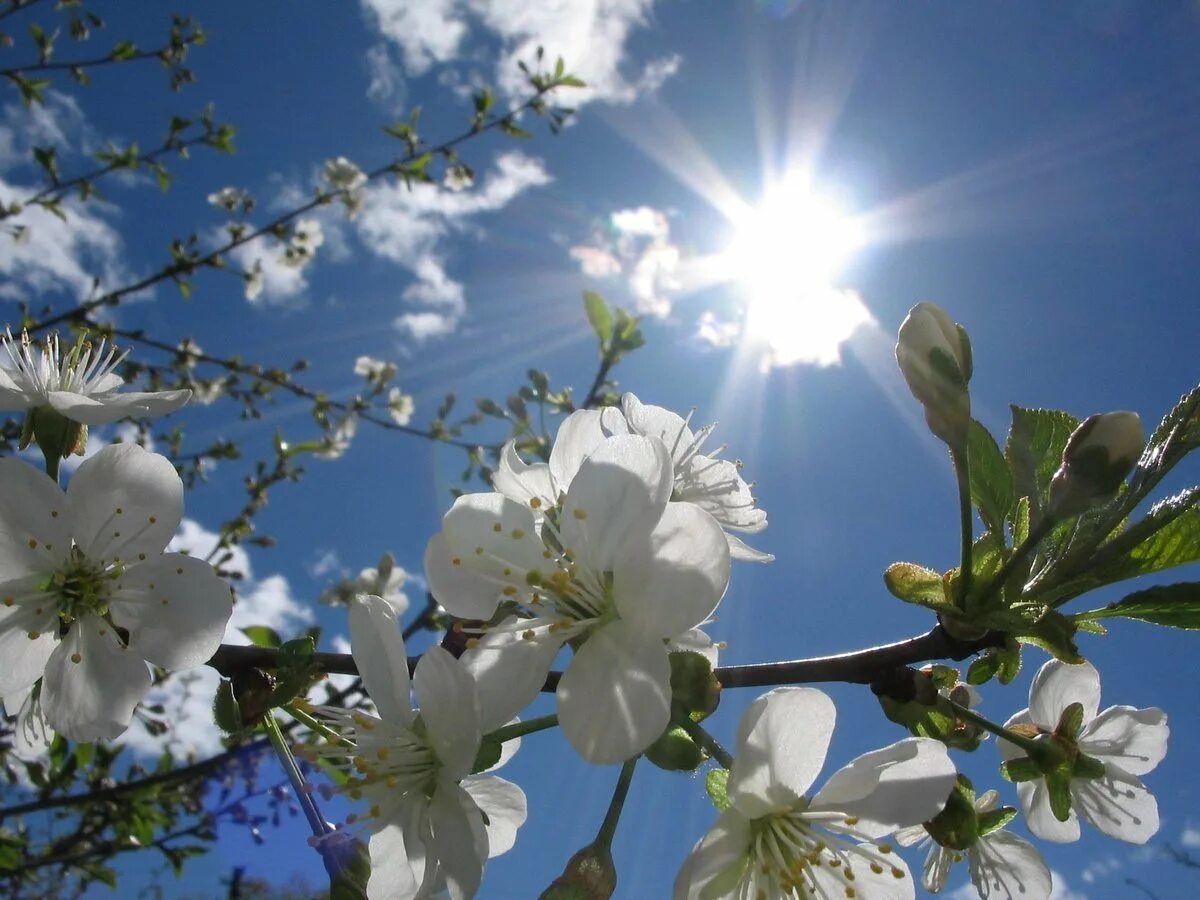 Вешнее солнышко. Майское солнце. Весна солнце. Весеннее солнце. Вешнее солнышко.