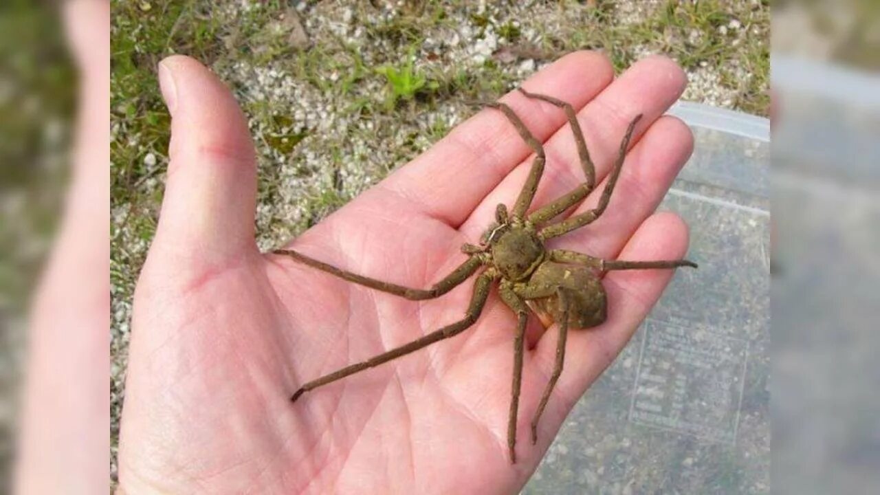 Huntsman spider. Паук хантсмен австралии. паук охотник хантсмен. австралийский паук охотник. giant huntsman spider австралии.