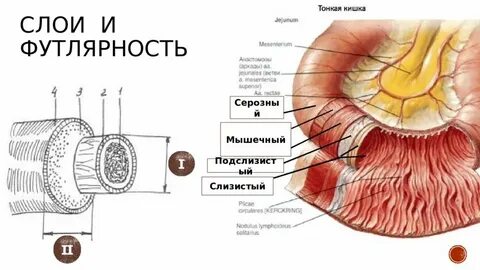 Тонкий мышечный слой