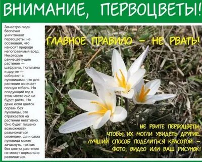 Первоцветы книги