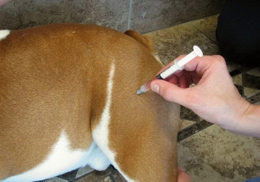 После прививки у собаки шишка на холке. Внутримышечно собаке укол внутримышечно. Внутримышечный укол собаке. Внутримышечная инъекция собаке. Место укола собаке внутримышечно.