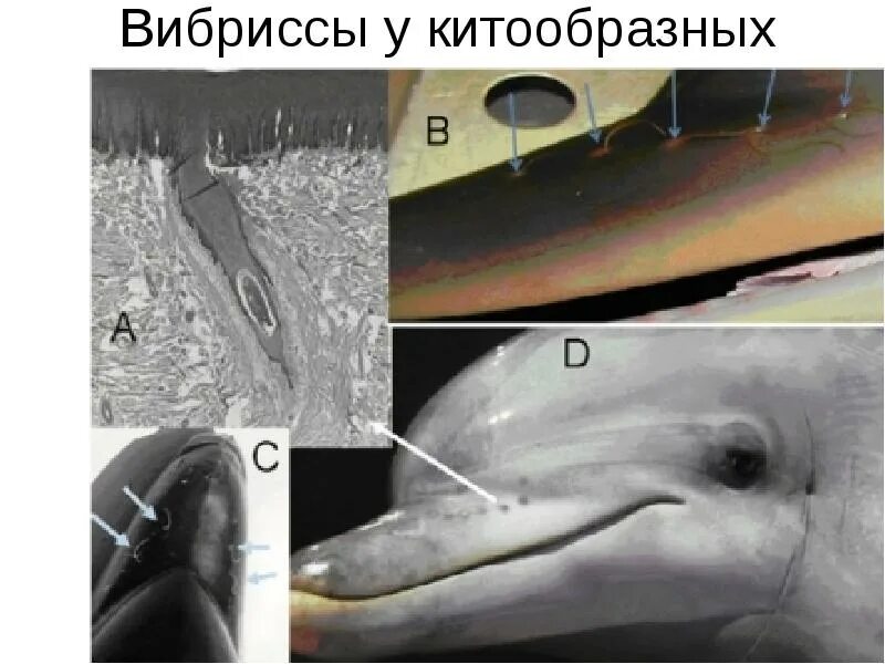 Атавизмы китообразных