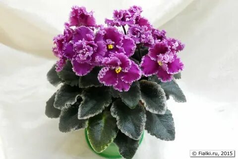 Jolly frills фиалка