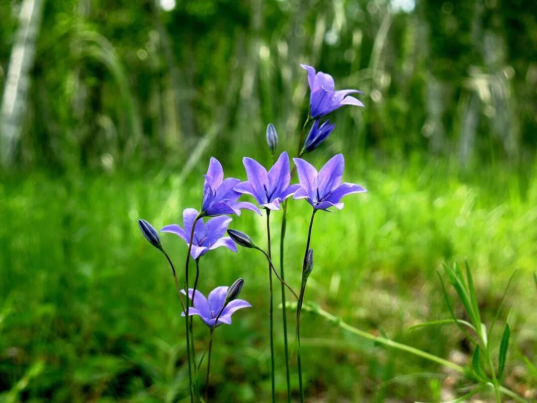 На опушке ночью лесной колокольчик летней распустился голубой. Колокольчик лесной коричневый. На опушке ночью лесной колокольчик летней распустился. Кампанула луговая. Русский язык 2 класс 1 часть стр 101.
